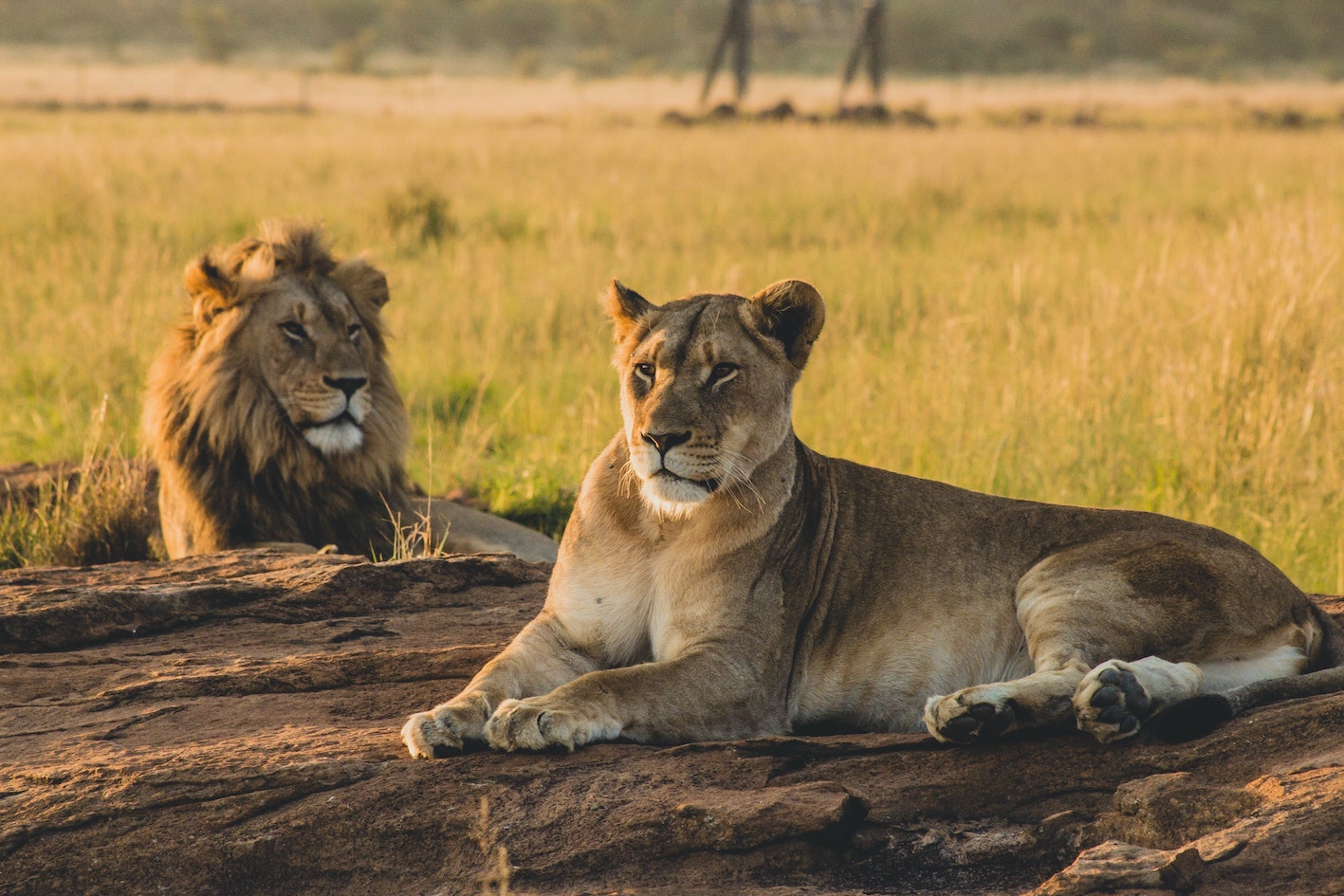 lions serengeti safari