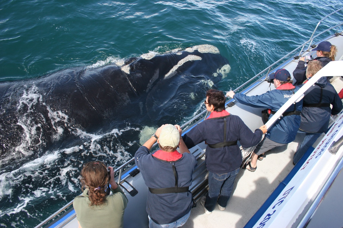 whale watching tours cape town