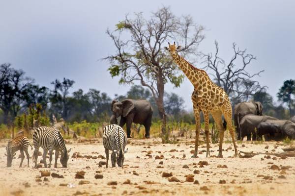 Etosha National Park Lodge Safari