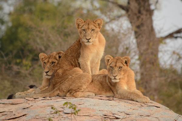 Kruger Park Self Drive Lodge Safari