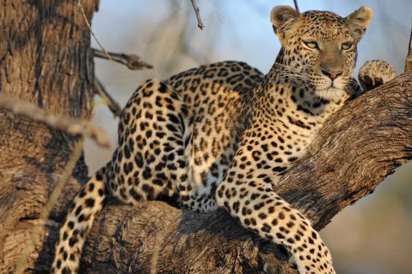 5 Day Kruger Park Lodge Self Drive Safari Tour
