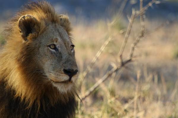 Best Short Kruger Comfort Safari (DTKSBK3)