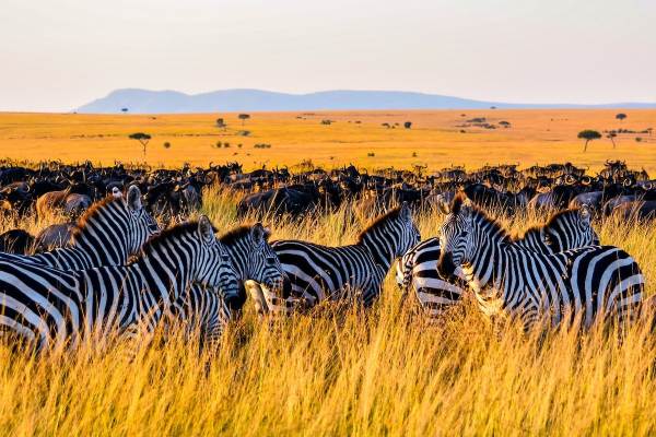 12 Day Serengeti to Zanzibar Safari Tour