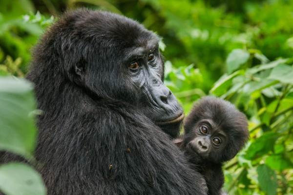 Gorillas & Wildlife Reserves Safari Package